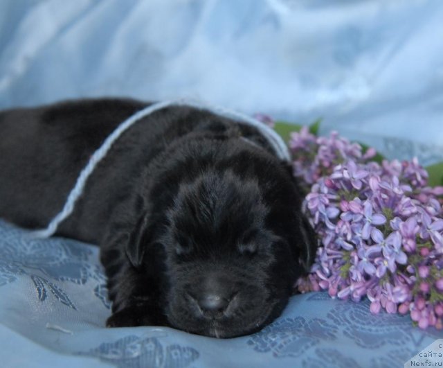 Фото: ньюфаундленд Сент Джонс Чингизхан