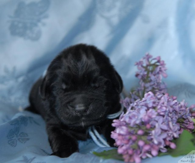 Фото: ньюфаундленд Сент Джонс Чингизхан