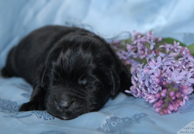 Фото: ньюфаундленд Сент Джонс Чингизхан