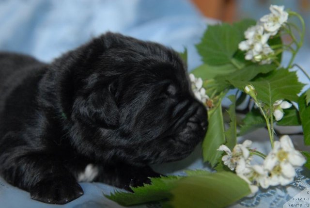 Фото: ньюфаундленд Сент Джонс Челенжер