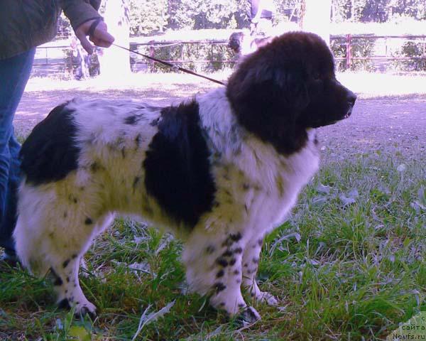 Фото: ньюфаундленд Восходящая Звезда (Voshodyashaya Zvezda)