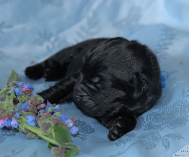 Фото: ньюфаундленд Сент Джонс Черчилль