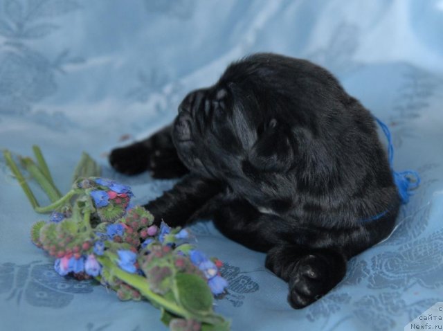 Фото: ньюфаундленд Сент Джонс Черчилль