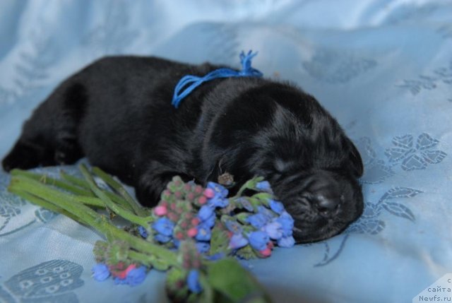 Фото: ньюфаундленд Сент Джонс Черчилль