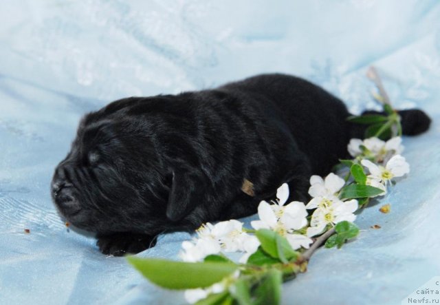 Фото: ньюфаундленд Сент Джонс Челси