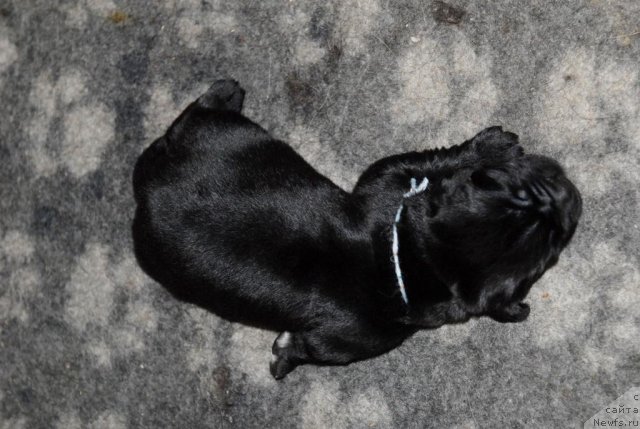 Фото: ньюфаундленд Сент Джонс Челси