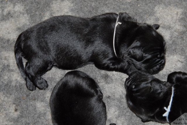 Фото: ньюфаундленд Сент Джонс Челси