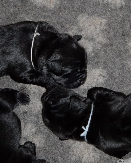 Фото: ньюфаундленд Сент Джонс Челси, ньюфаундленд Сент Джонс Чингизхан