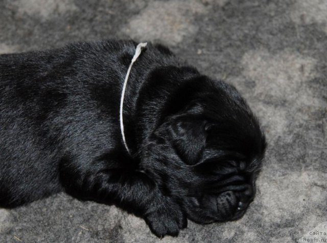 Фото: ньюфаундленд Сент Джонс Челси