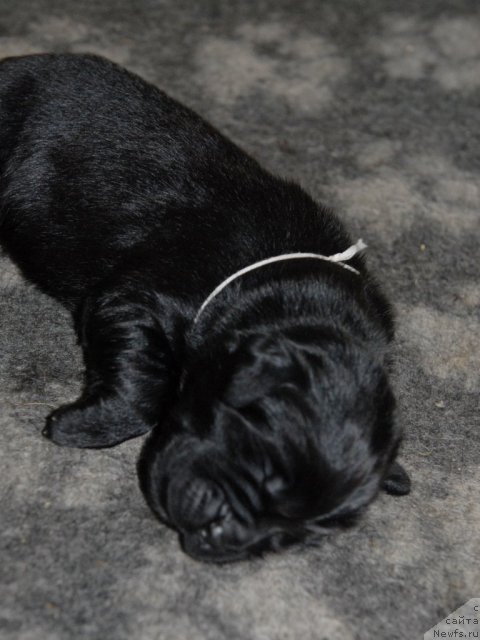 Фото: ньюфаундленд Сент Джонс Челси