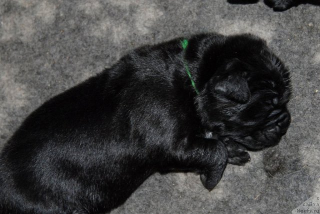 Фото: ньюфаундленд Сент Джонс Челенжер