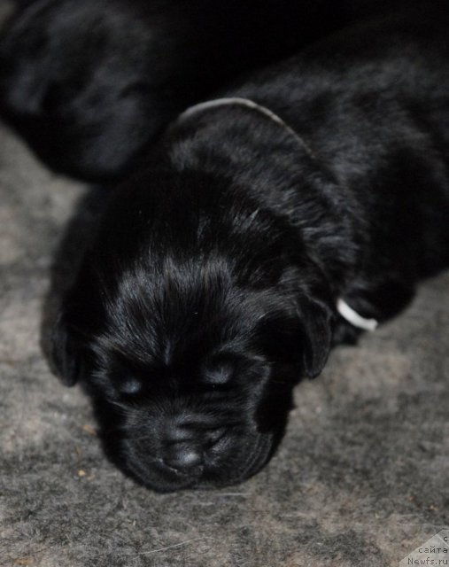 Фото: ньюфаундленд Сент Джонс Челси