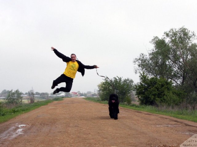 Фото: ньюфаундленд Арк Велес