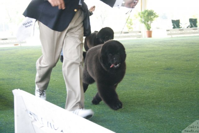 Фото: ньюфаундленд Numas First President at Thickish