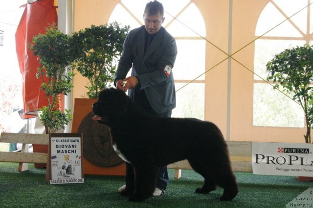 Фото: SNOW UNDER BLACK MOON AND MIDNIGHT LADY'S