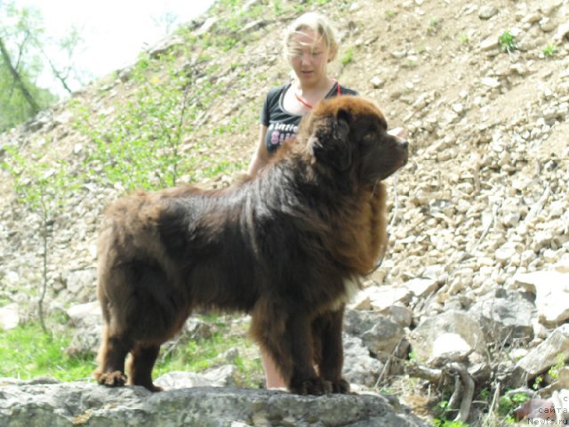 Фото: ньюфаундленд Повелитель Великих Озер