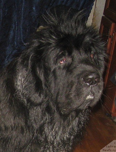 Фото: ньюфаундленд Балустар де Мантальчино