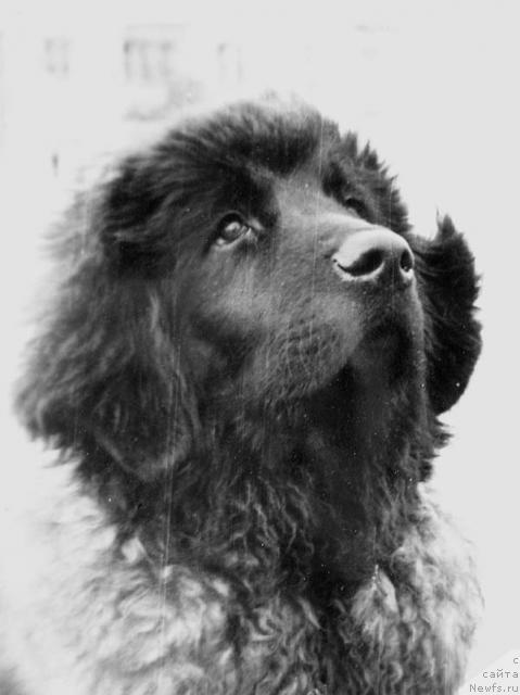 Фото: ньюфаундленд Жерарди Ют Та