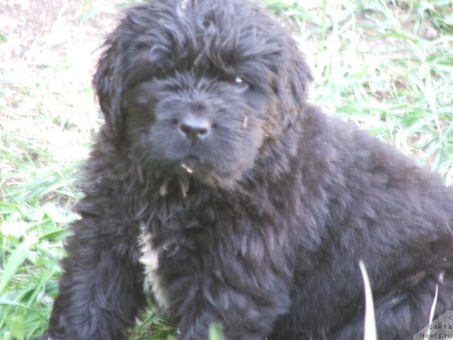 Фото: ньюфаундленд Плюшевая Панда Удивительная Кейт (Plushevaya Panda Udivitelnaja Kejt)