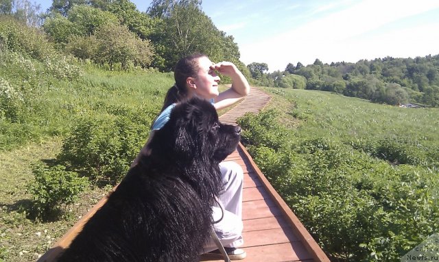 Фото: ньюфаундленд Грация Ночи, Светлана Фатова