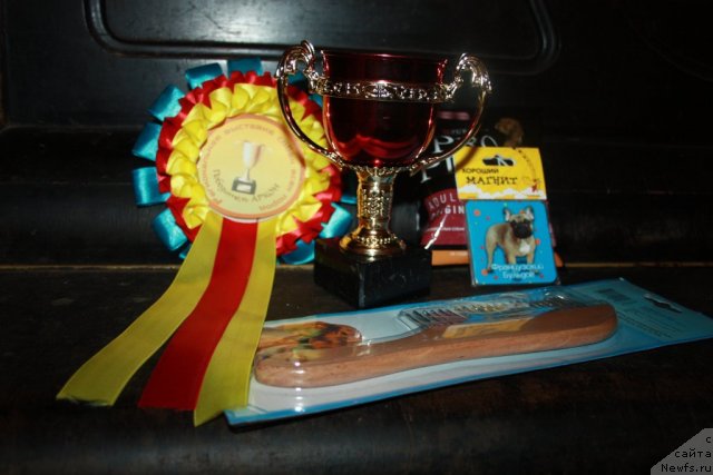 Фото: ньюфаундленд Пчёлкин Дом Восторг Души (Pchiolkin Dom Vostorg Dushi)