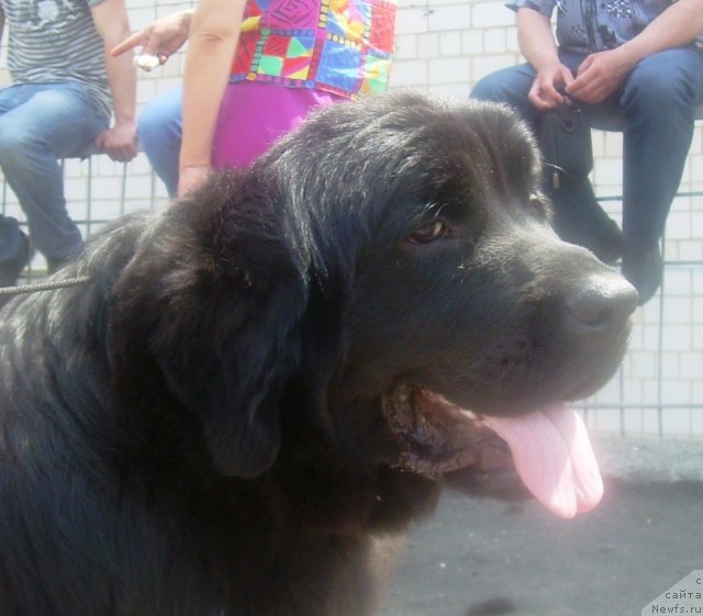 Фото: ньюфаундленд Velyke Malyatko Yasnooka Pannochka