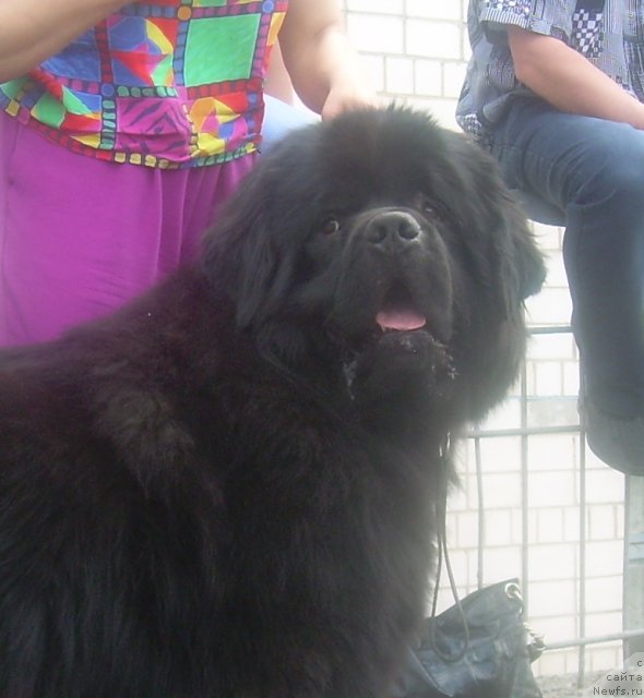 Фото: ньюфаундленд Velyke Malyatko Znak Dobroj Doli