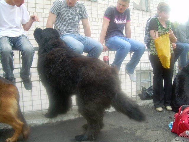 Фото: ньюфаундленд Velyke Malyatko Znak Dobroj Doli