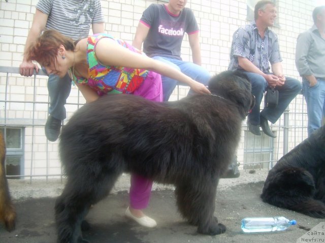 Фото: ньюфаундленд Velyke Malyatko Znak Dobroj Doli