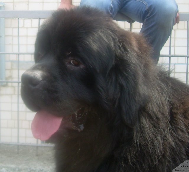 Фото: ньюфаундленд Velyke Malyatko Znak Dobroj Doli