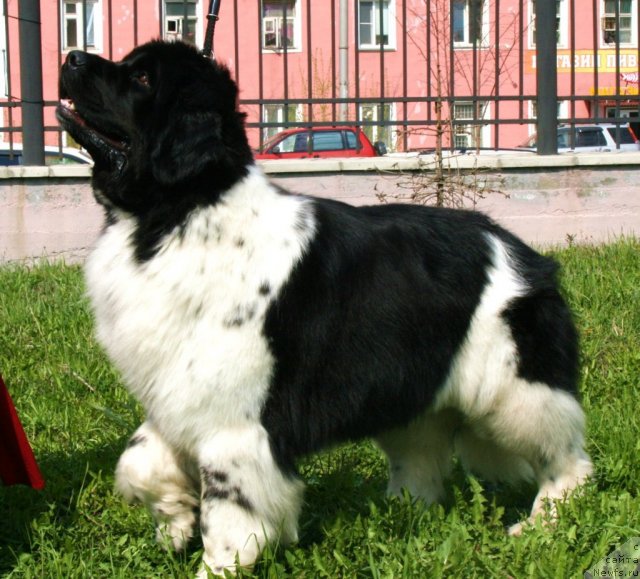 Фото: ньюфаундленд Фиаметтахауз Мартини Бьянка (Fiamettahauz Martini Bianka)