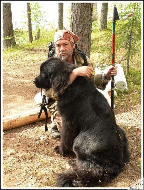 Фото: ньюфаундленд Севертан Ротмистр