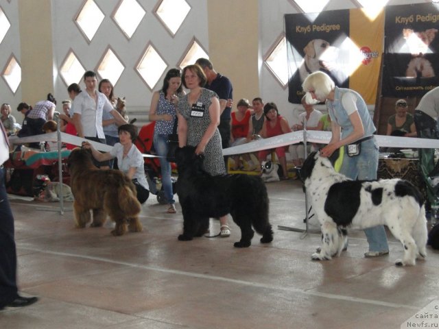 Фото: ньюфаундленд Rubbi, ньюфаундленд Чаривна Черепашка Большой Малыш (Charivna Cherepashka Bolshoj Malysh), ньюфаундленд Пчёлкин Дом Бегония (Pchiolkin Dom Begonia)