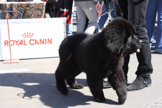 Фотография № 67862