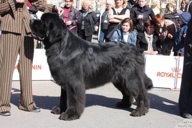 Фото: ньюфаундленд Акватория Келвин Килиманджаро (Aquatoriya Kelvin Kilimandzharo)