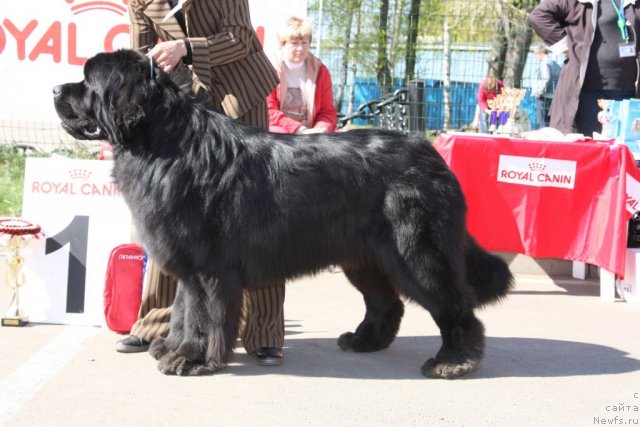 Фото: ньюфаундленд Акватория Келвин Килиманджаро (Aquatoriya Kelvin Kilimandzharo)