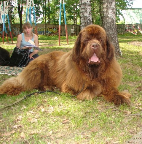 Фото: ньюфаундленд Зефир в Шоколаде из Царства Медведей