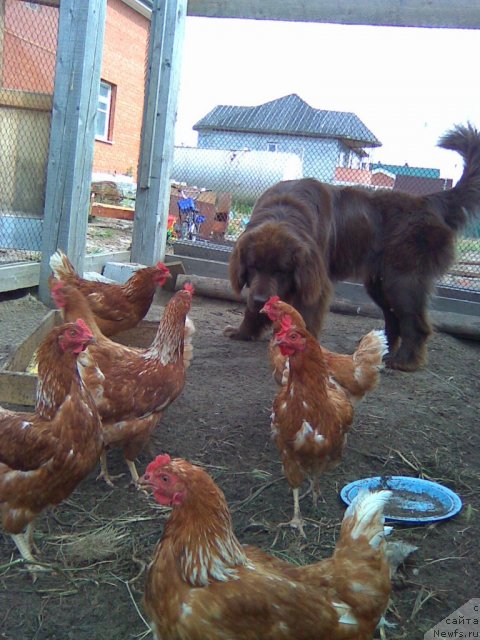 Фото: ньюфаундленд Янтарная Яшма Денвера