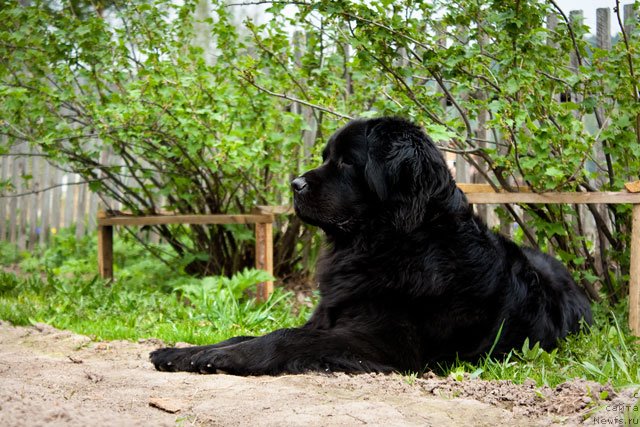 Фото: ньюфаундленд Звезда Удачи от Марлеон Дусвик