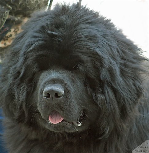 Фото: ньюфаундленд Супер Премиум Еллоу Сабмарин