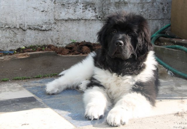 Фото: ньюфаундленд Супер Премиум Зиппи Сенсейшен