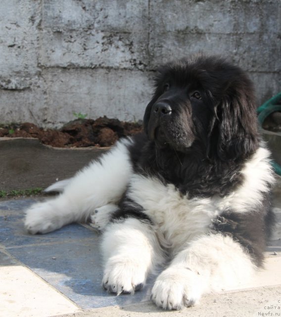 Фото: ньюфаундленд Супер Премиум Зиппи Сенсейшен