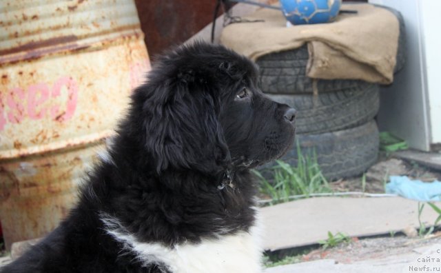 Фото: ньюфаундленд Супер Премиум Зиппи Сенсейшен