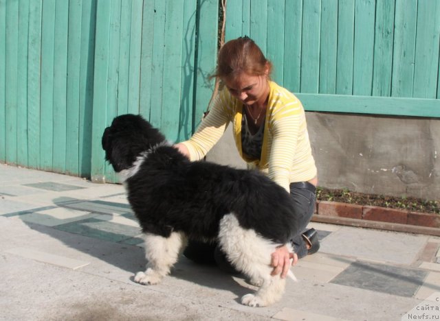 Фото: ньюфаундленд Супер Премиум Зиппи Сенсейшен