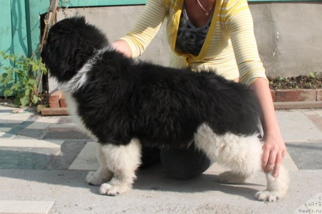 Фото: ньюфаундленд Супер Премиум Зиппи Сенсейшен