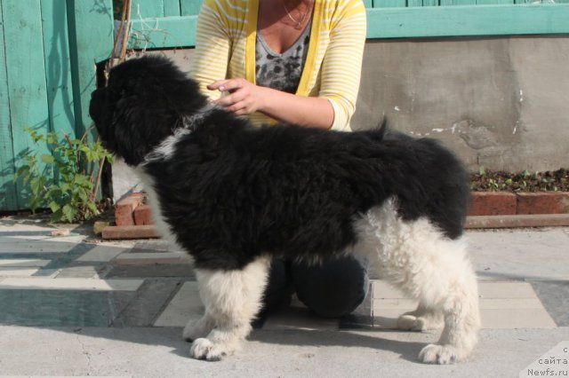 Фото: ньюфаундленд Супер Премиум Зиппи Сенсейшен