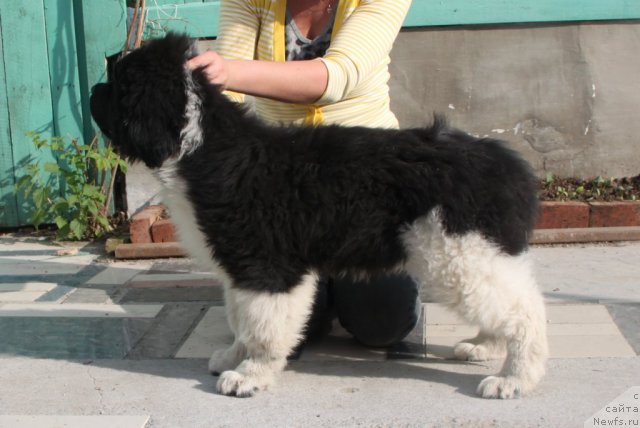 Фото: ньюфаундленд Супер Премиум Зиппи Сенсейшен