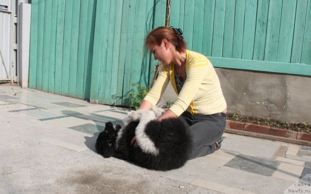 Фото: ньюфаундленд Супер Премиум Зиппи Сенсейшен