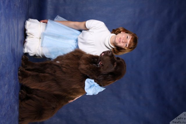 Фото: Марина Новоселова, ньюфаундленд Фанньюф Глория Дей