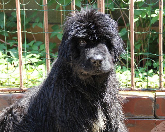 Фото: ньюфаундленд Успех с Берега Дона (Uspeh s Berega Dona)